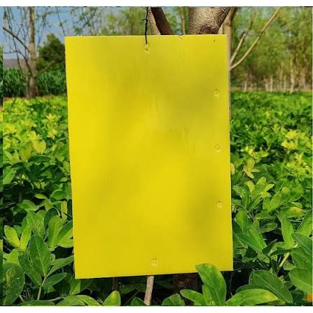 Yellow Sticky Trap