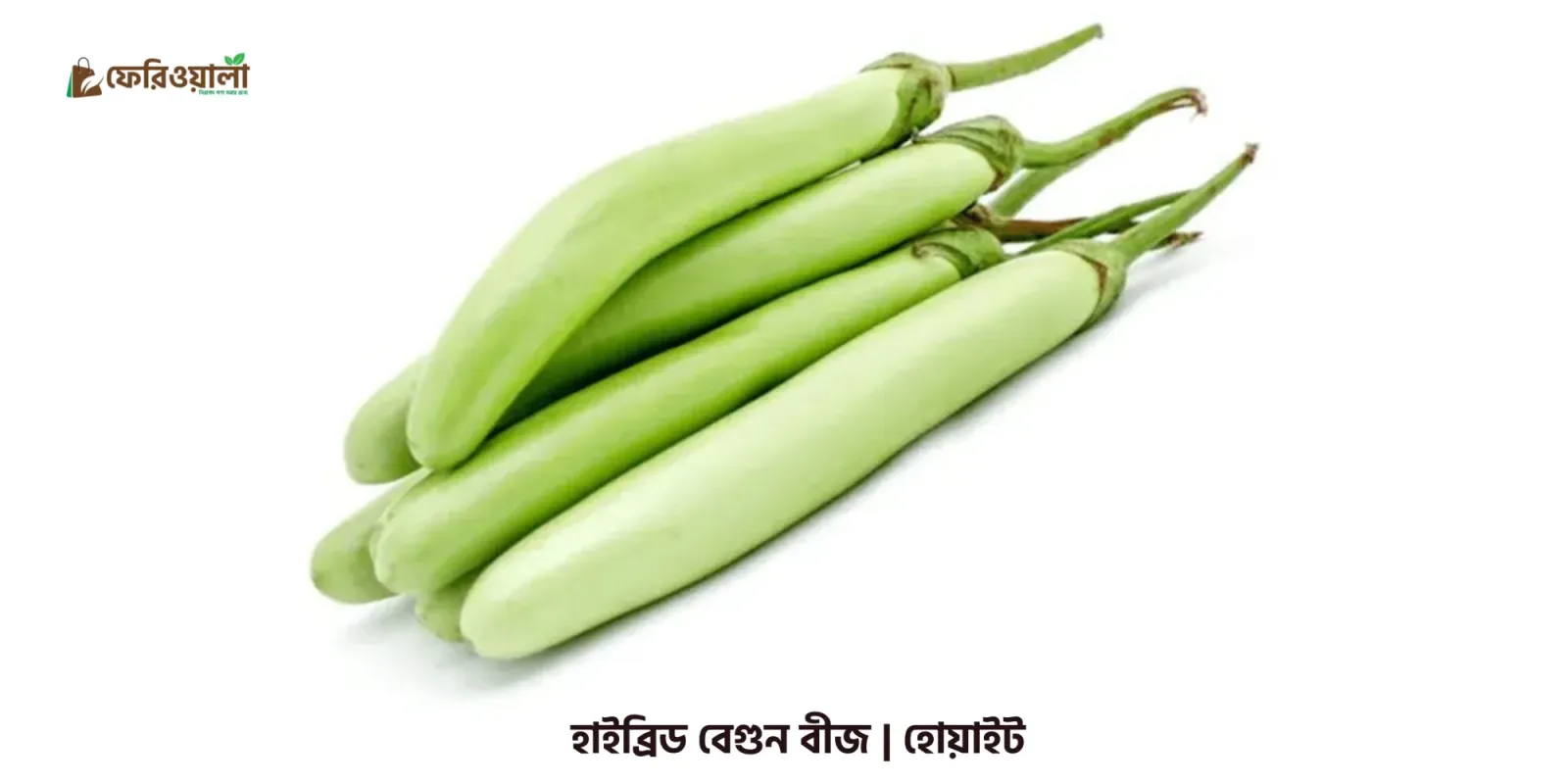 হাইব্রিড বেগুন বীজ শিংনাথ