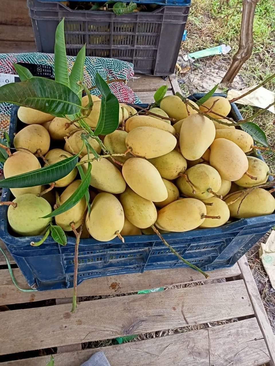 Catimon Mango ( কাটিমন আম )