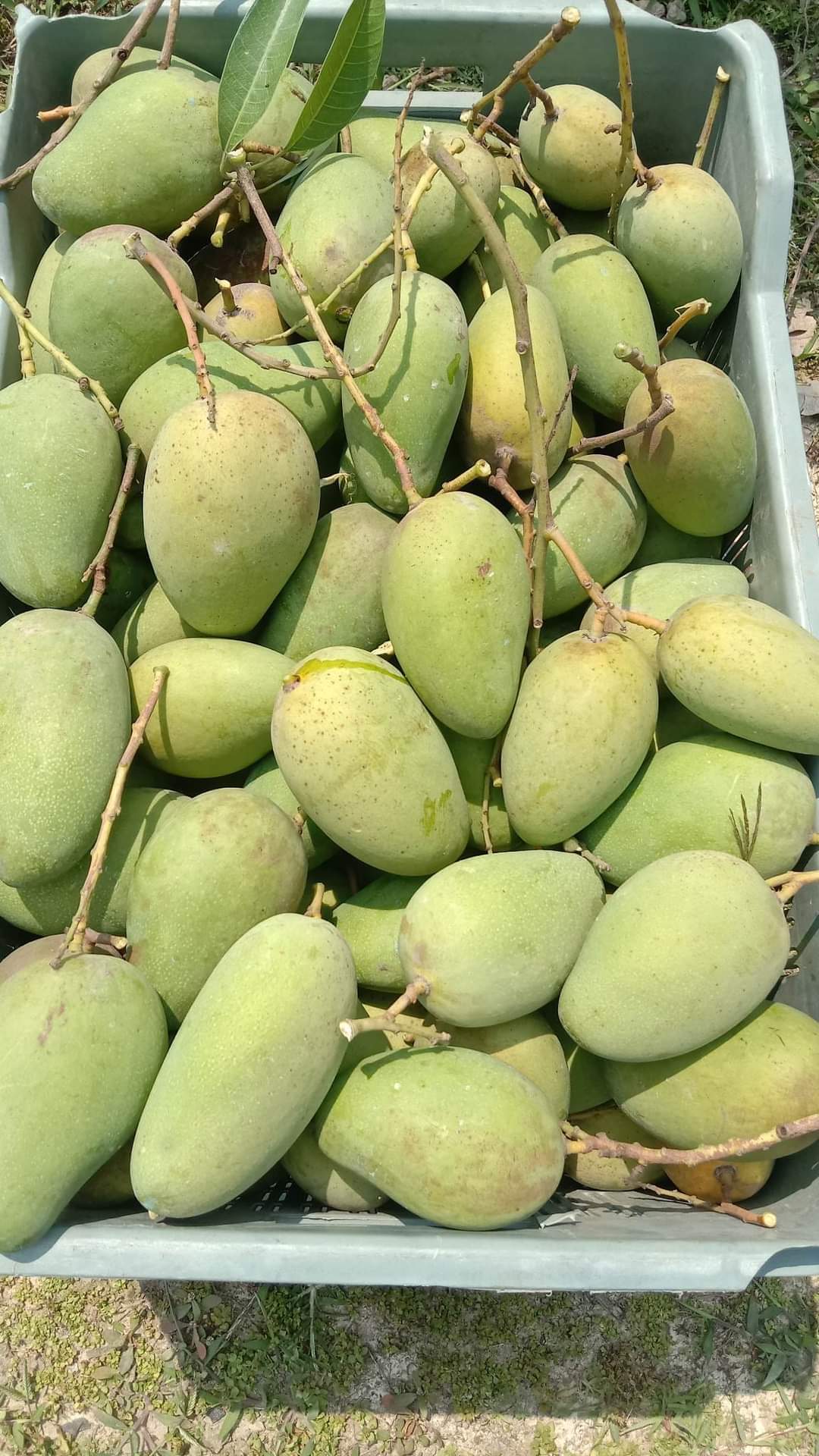 Catimon Mango ( কাটিমন আম )