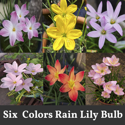 Six Colors Rain Lily Bulb (6 Piece) For Garden