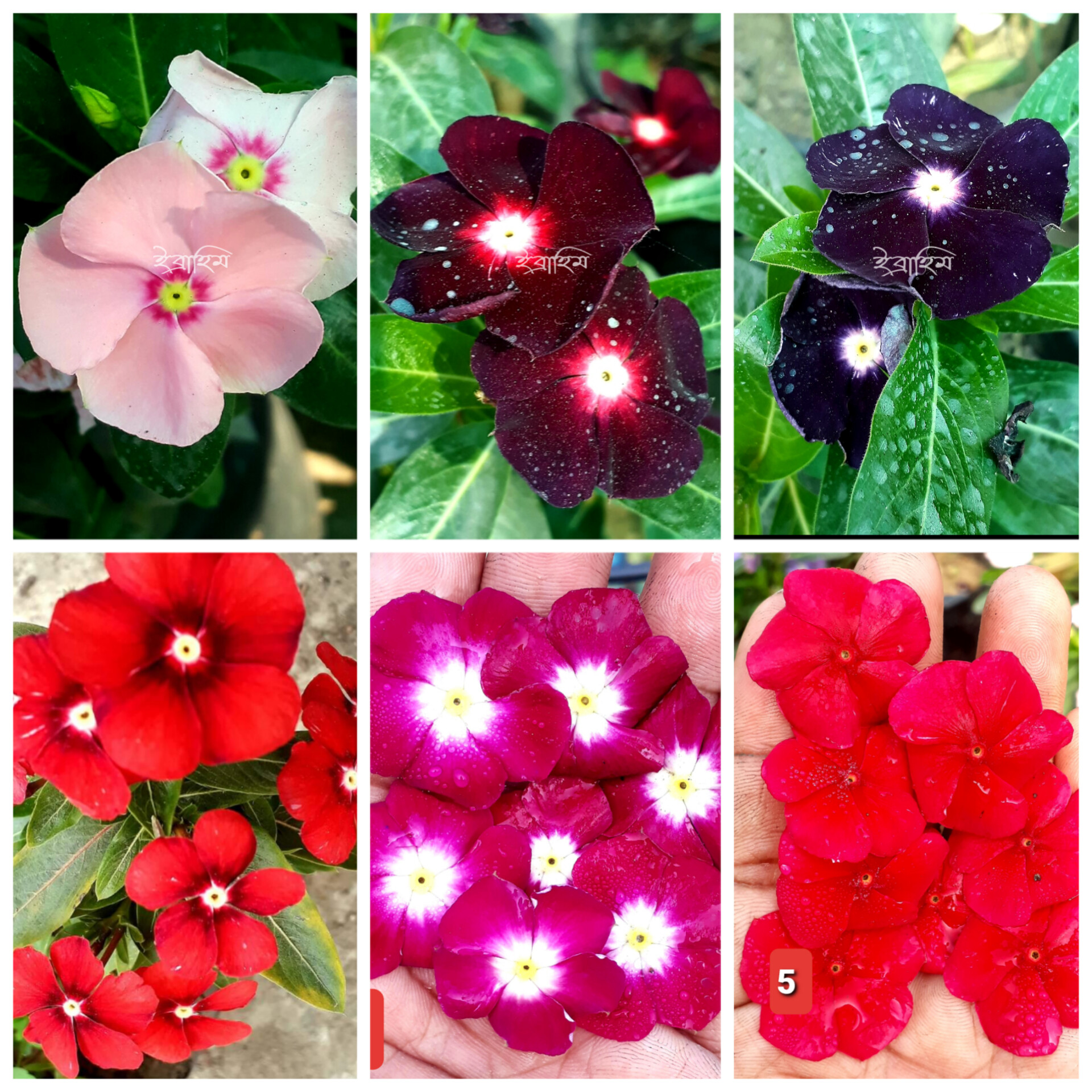 Hybrid Rare Vinca Flower Seed 80 Pieces